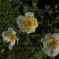 DSC 2439