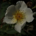 DSC 2440