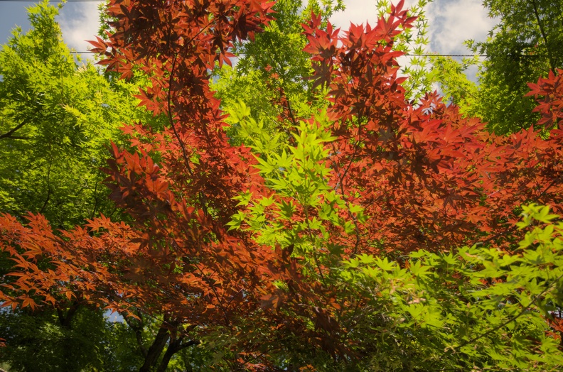 DSC_0432.jpg